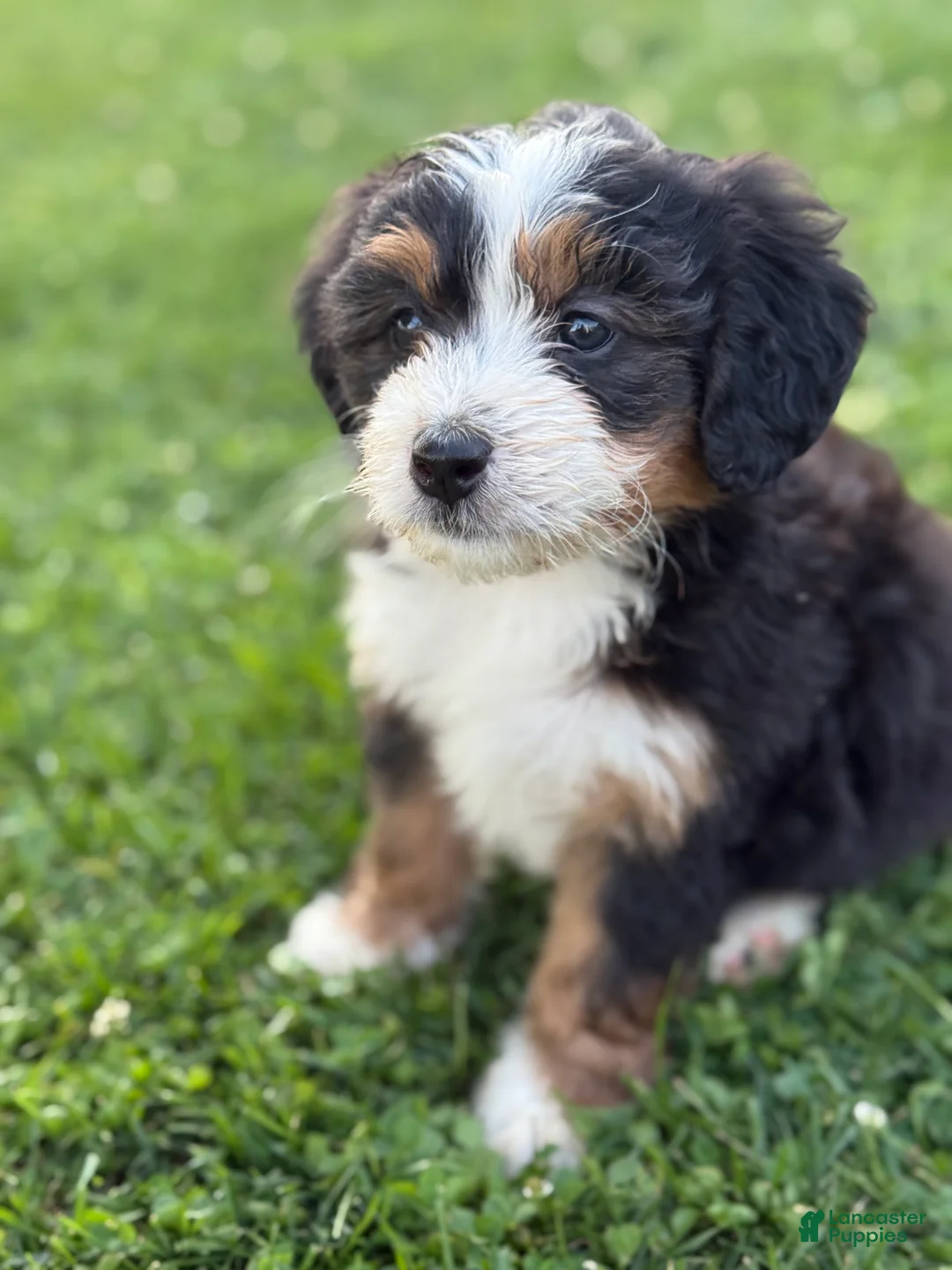 Mini Bernedoodle dogs for sale: Aspen - Ad 1