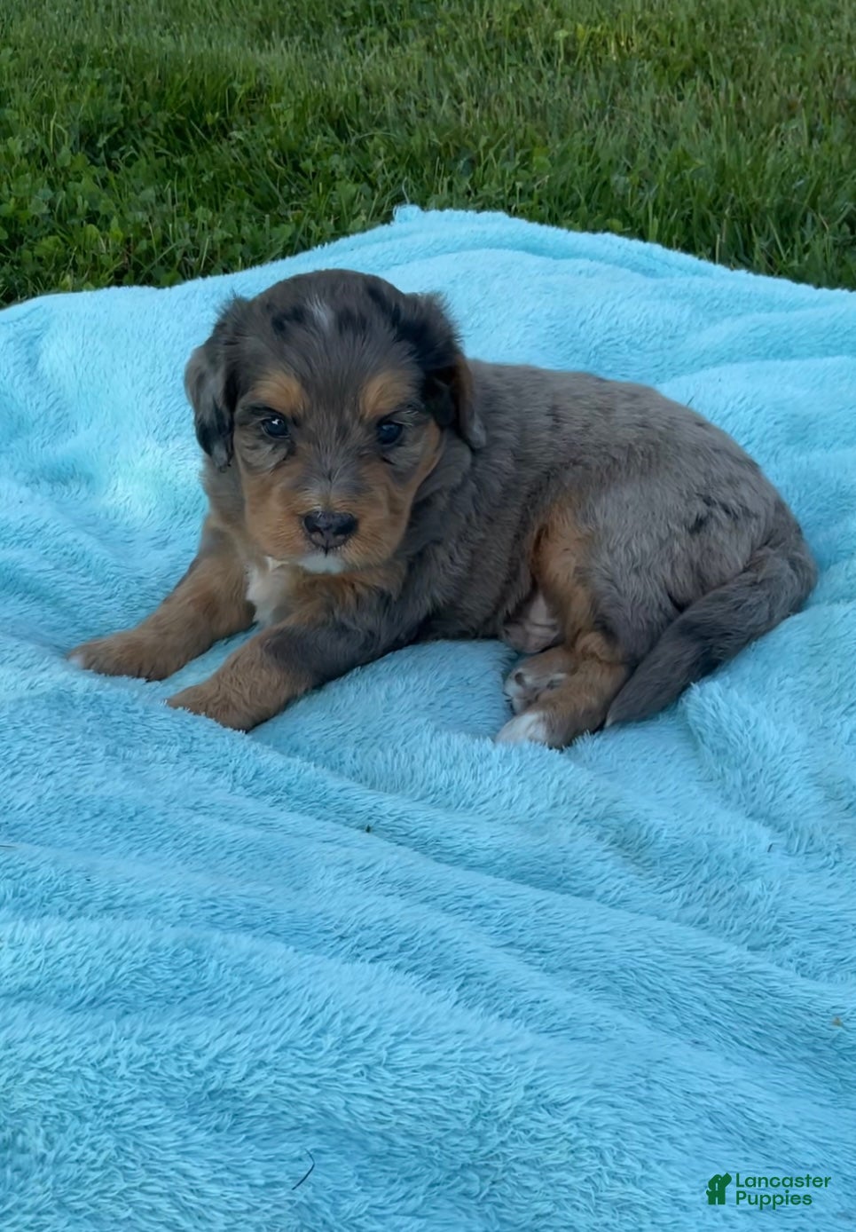 Mini Bernedoodle dogs Jasper - Ad 2
