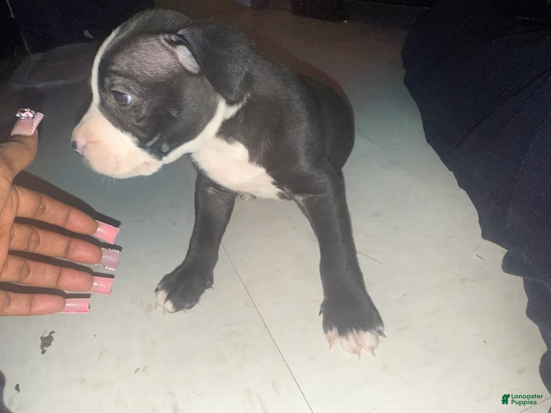 American Pit Bull Terrier dogs for sale: Racks - Ad 6