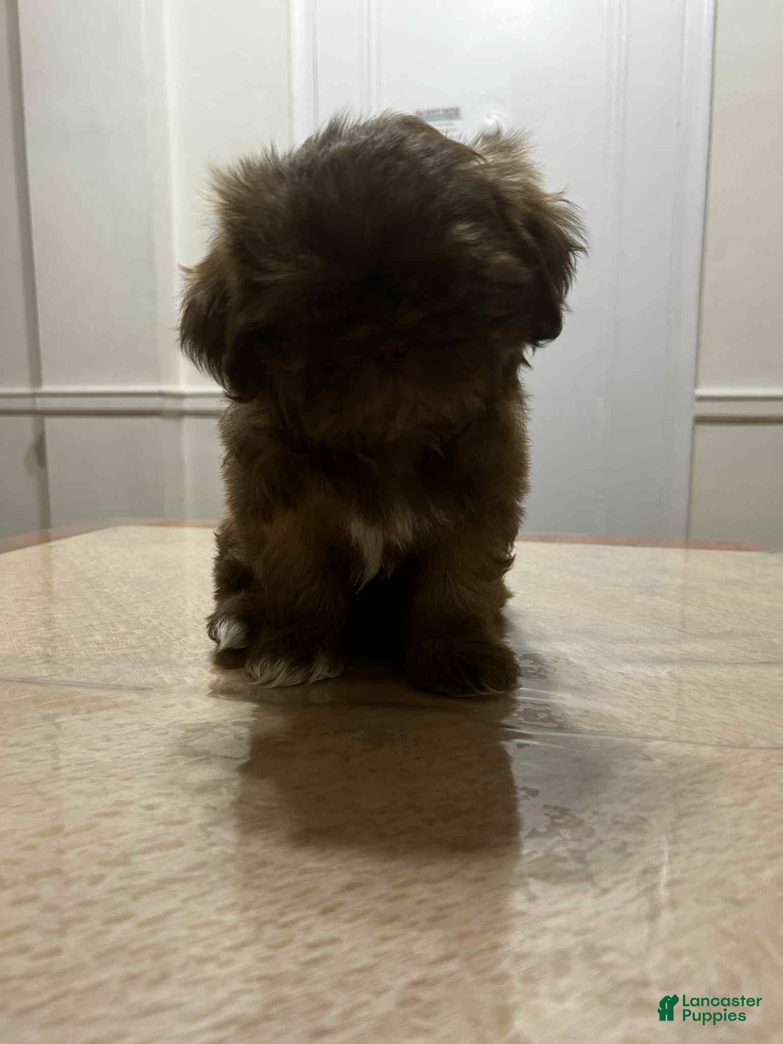 Shih Tzu dogs Nala - Ad 37