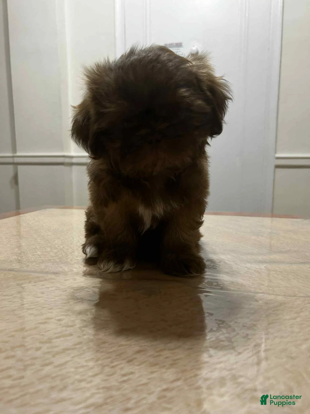 Shih Tzu dogs for sale: Nala - Ad 1