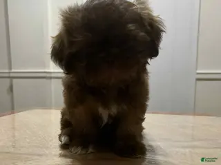 Shih Tzu dogs Nala - Ad 37