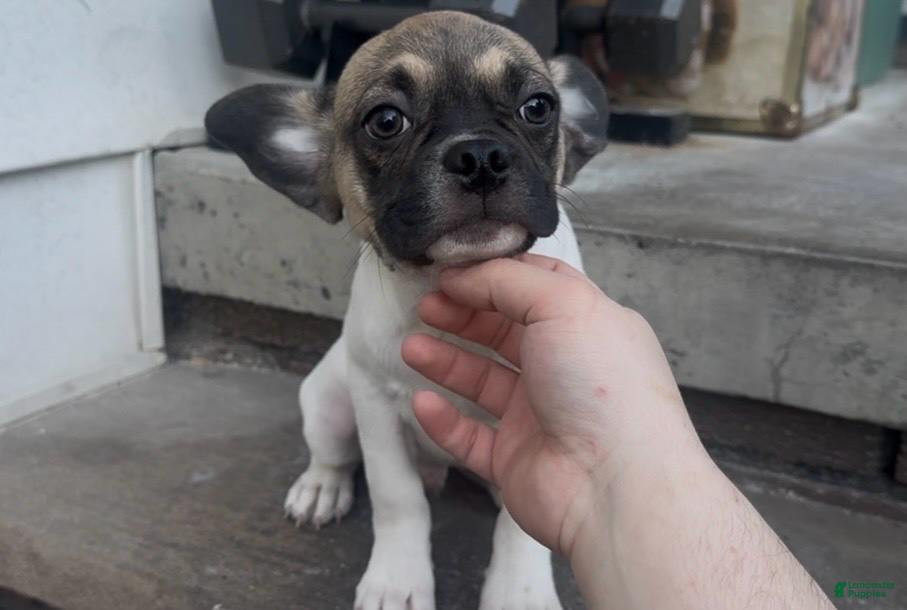 Frug dogs Olive - Ad 6