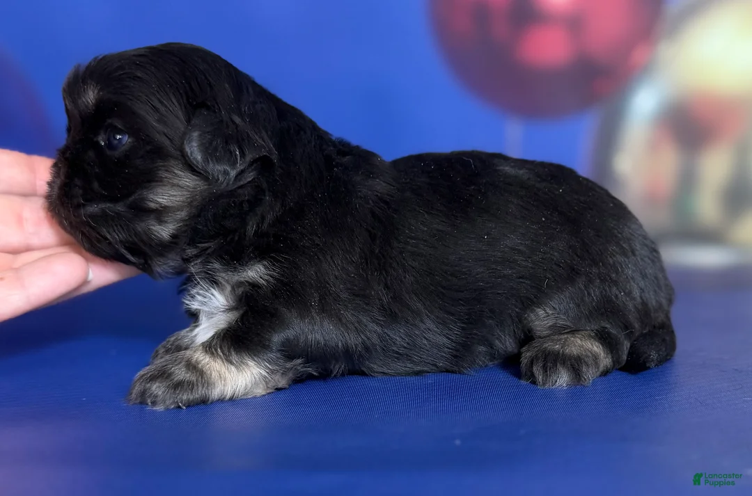 Pekingese dogs for sale: ACA dancer black and tan  - Ad 5