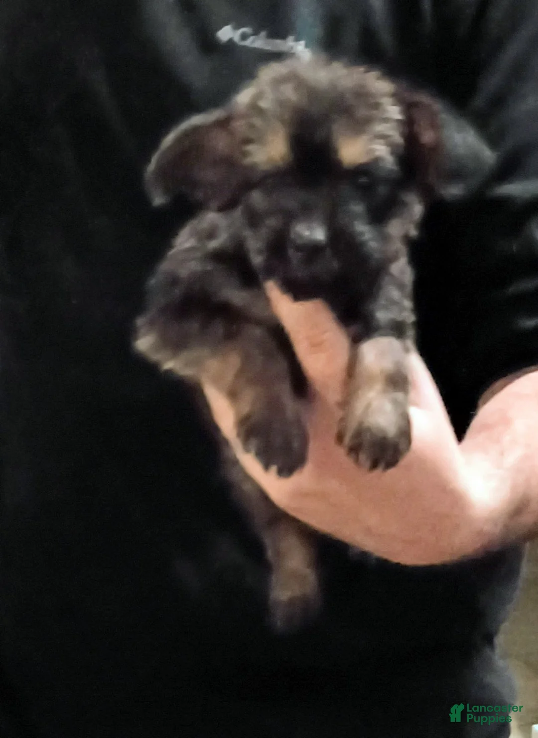 Mixed Breed dogs for sale: Yorkie mix trex - Ad 2