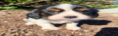 Canolli