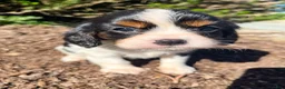 Cavalier King Charles Spaniel dogs for sale: Canolli - Ad 1