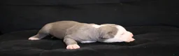 American Bully dogs for sale: King Kong - Ad 2