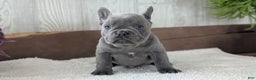 French Bulldog dogs for sale: Nala - Ad 2