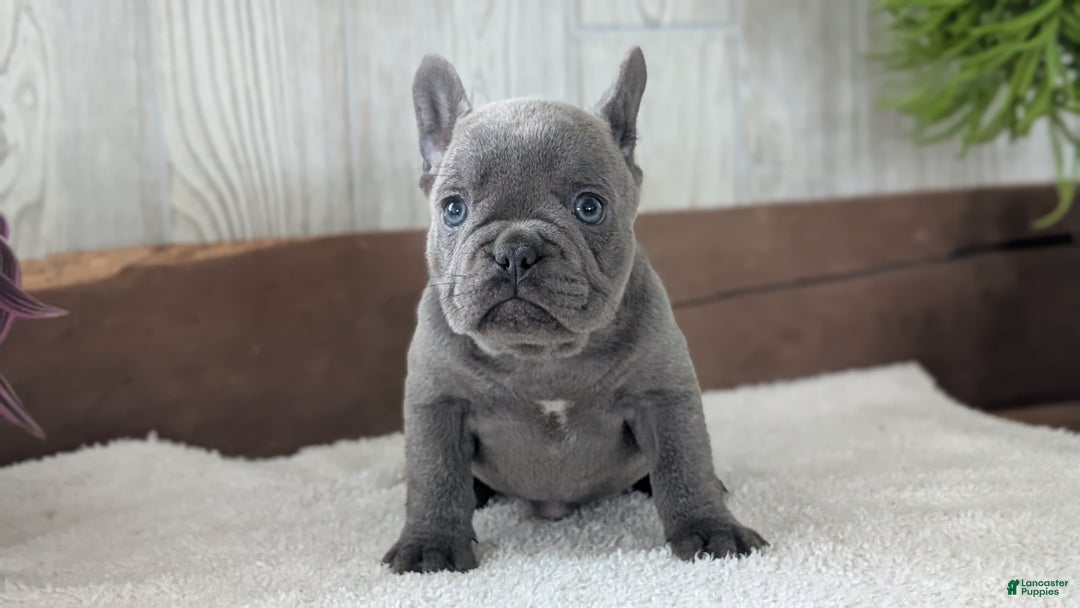 French Bulldog dogs for sale: Nala - Ad 2