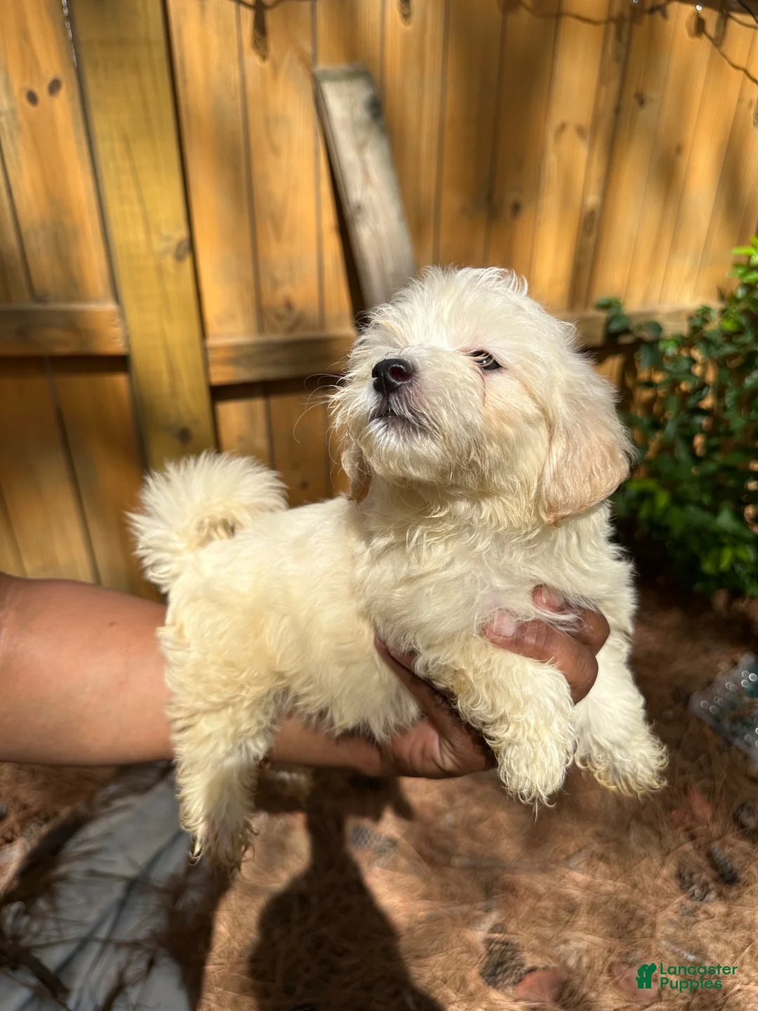 Maltipoo dogs for sale: buttercup Maltipoo 3 - Ad 1