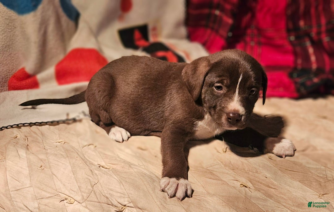 Border Collie dogs for sale: Dori - Ad 8