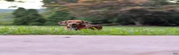 Miniature Dachshund dogs for sale: Bandit - Ad 7