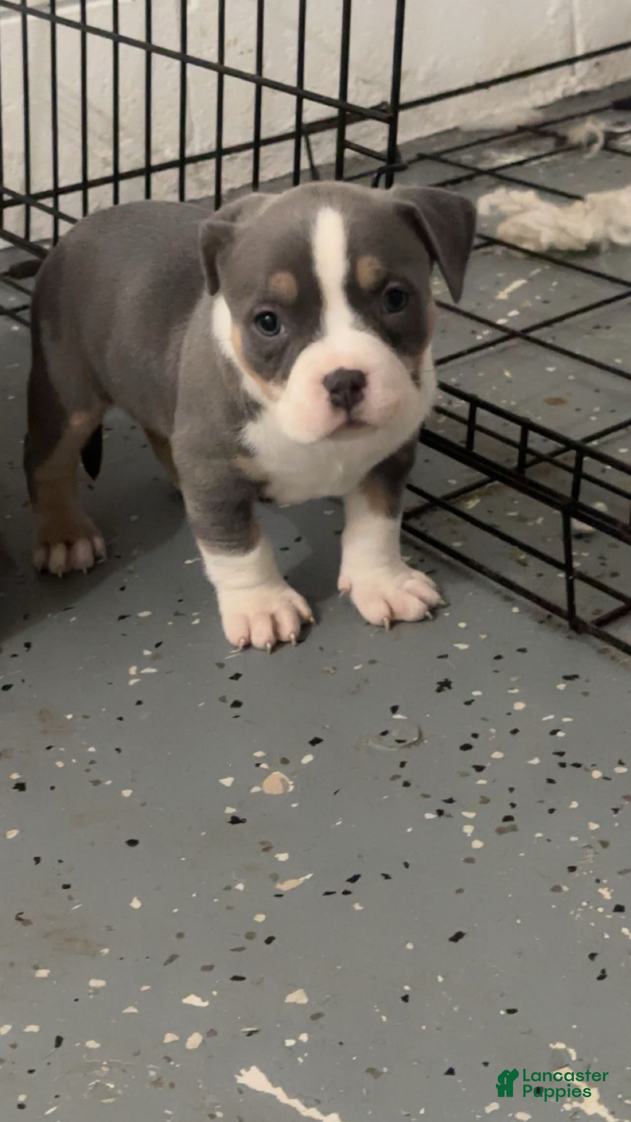 American Bully dogs American Bully Puppy 3 - Ad 38