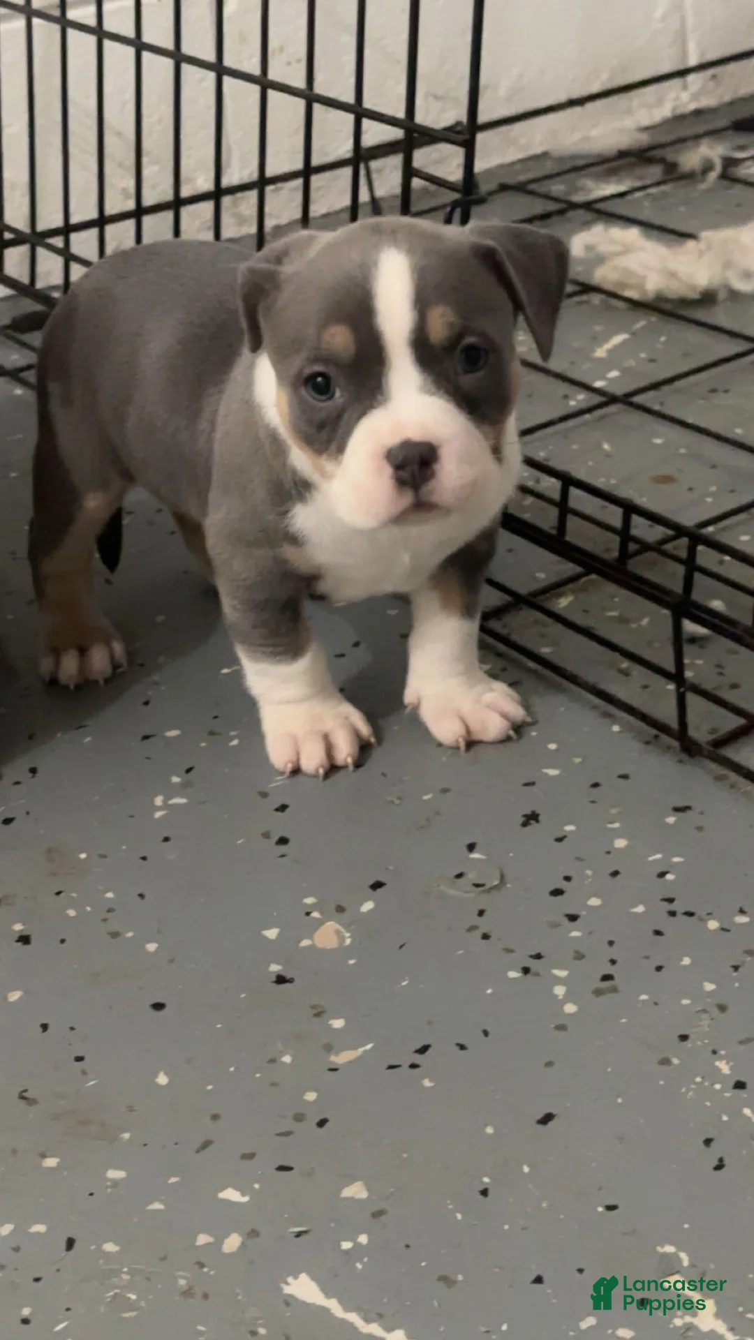 American Bully dogs for sale: American Bully Puppy 3 - Ad 1