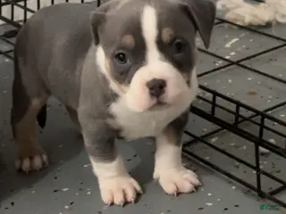 American Bully dogs American Bully Puppy 3 - Ad 38