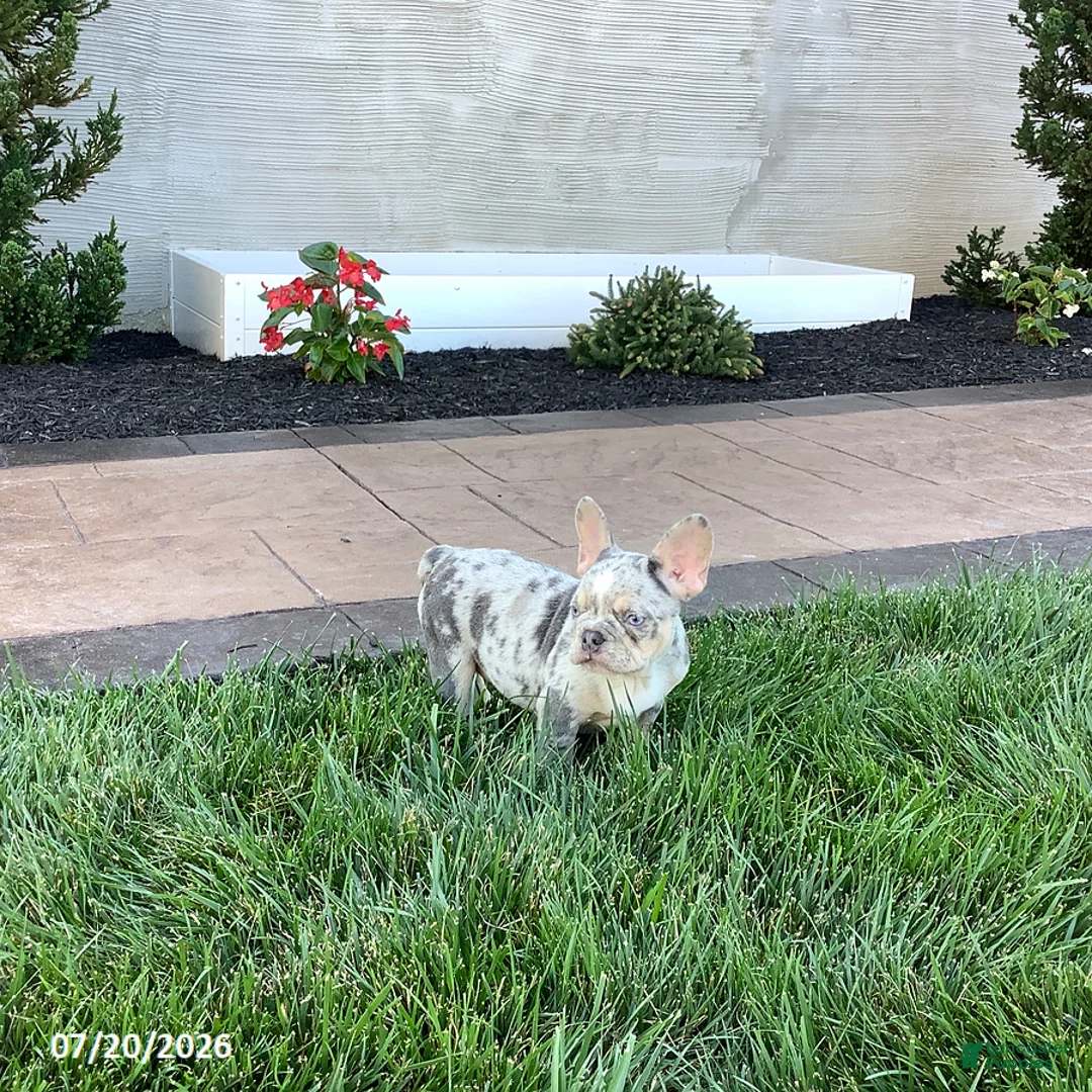 French Bulldog dogs for sale: Becky - Ad 5