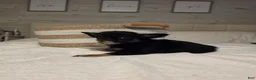 Chihuahua dogs for sale: jackie - Ad 6