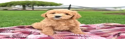 Mini Goldendoodle dogs for sale: Chip - Ad 1