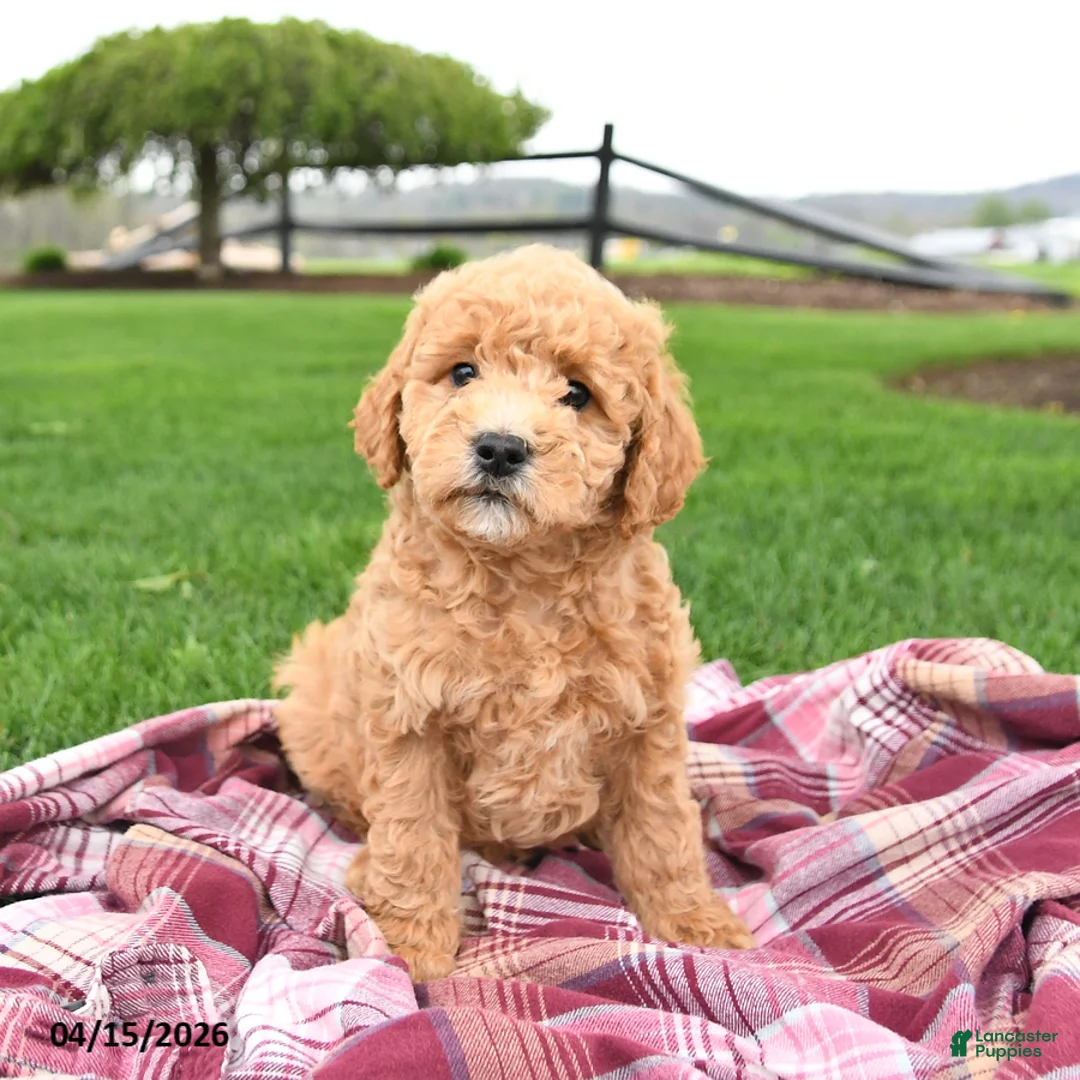 Mini Goldendoodle dogs for sale: Chip - Ad 1