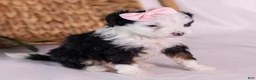 Mini Bernedoodle dogs for sale: Kim - Ad 6