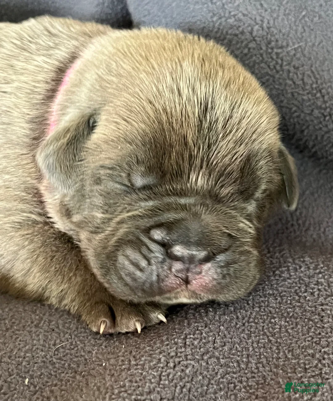 Cane Corso dogs for sale: Light pink collar - Ad 1