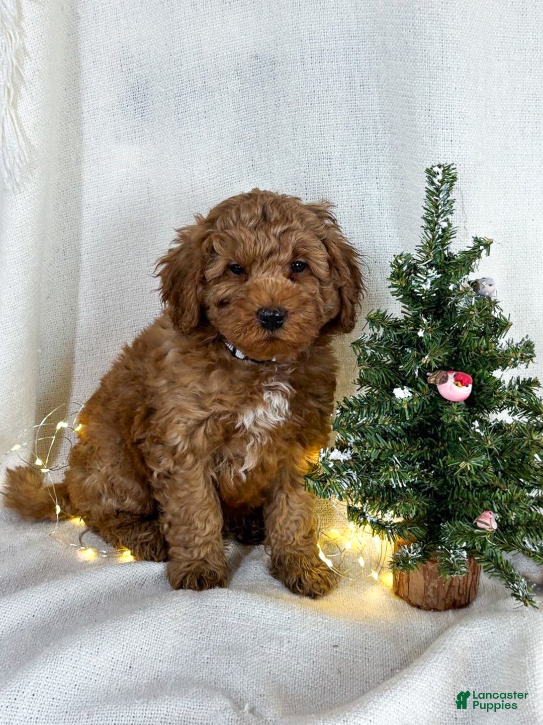 Goldendoodle dogs for sale: Milo - Ad 4