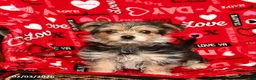Morkie dogs for sale: Betty   - Ad 3