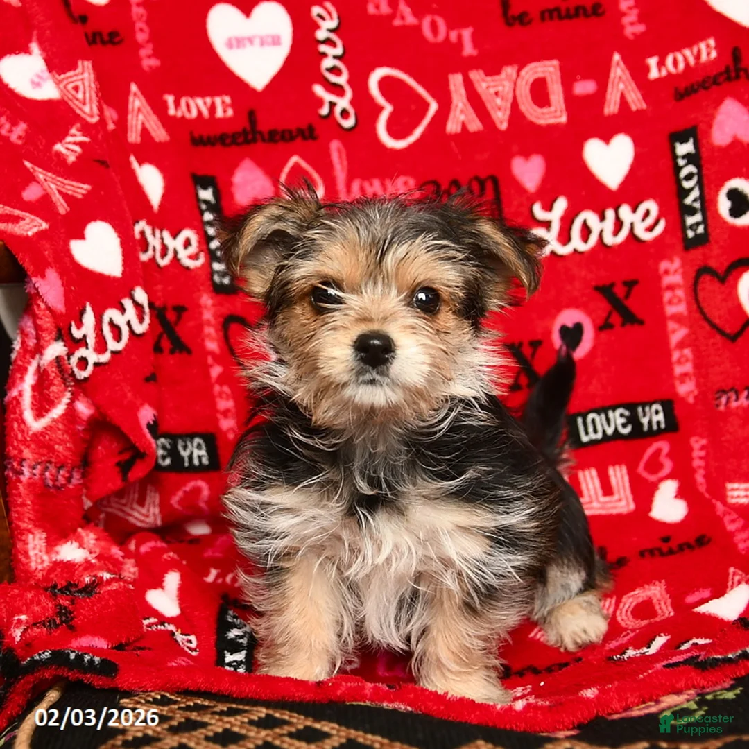 Morkie dogs for sale: Betty   - Ad 3