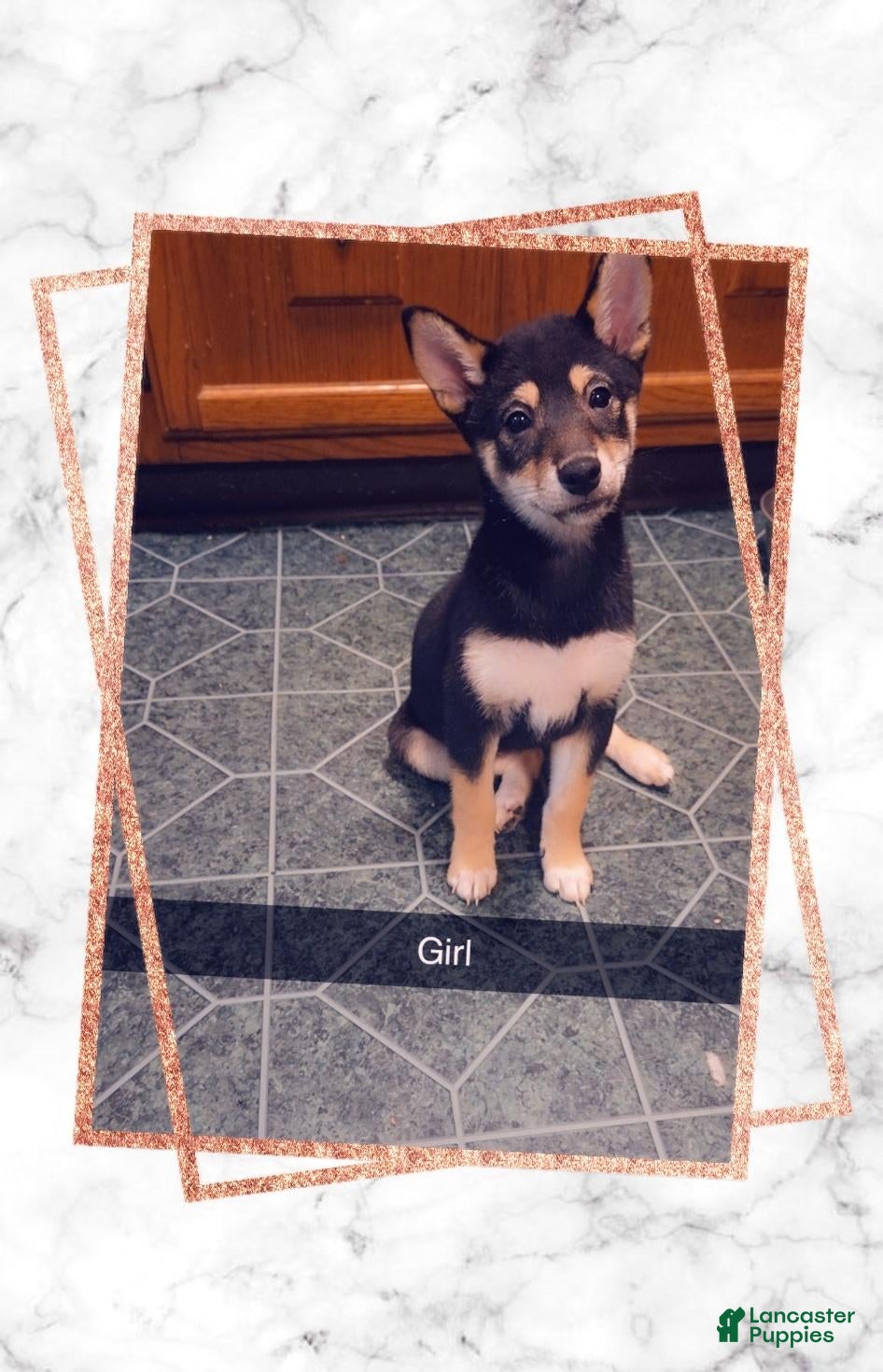 Shiba Inu dogs Shiba Inu 2 - Ad 33
