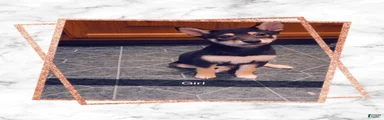 Shiba Inu 2