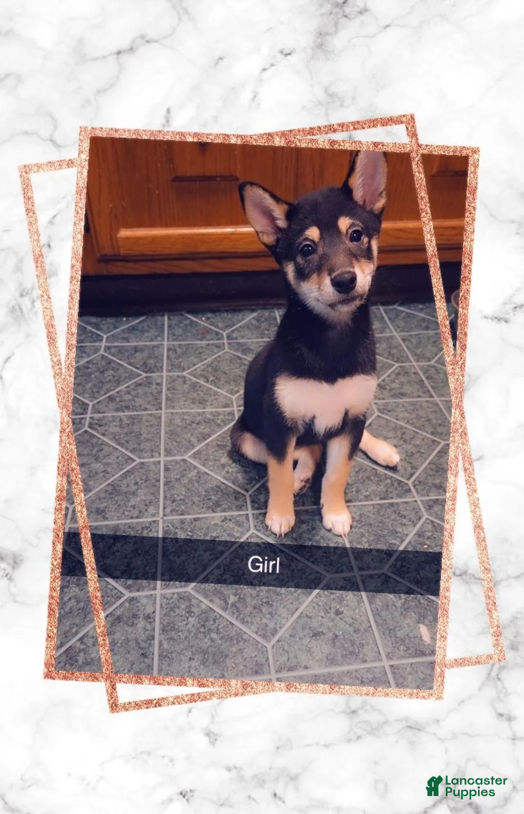 Shiba Inu dogs for sale: Shiba Inu 2 - Ad 1