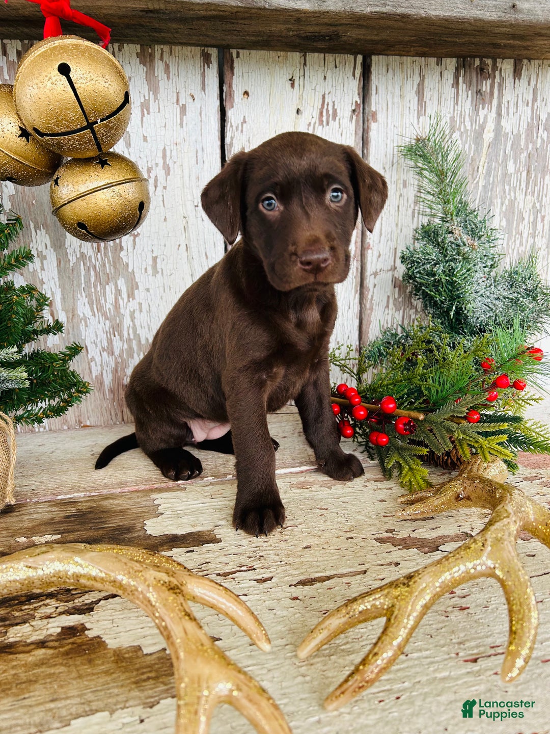Labrador Retriever dogs for sale: Joy - Ad 8