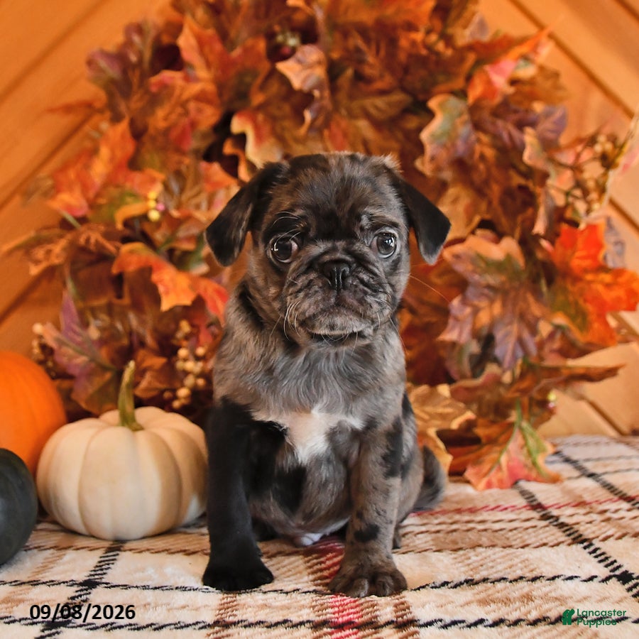 Pug dogs Dawson - Ad 1