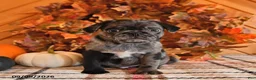 Pug dogs for sale: Dawson - Ad 1