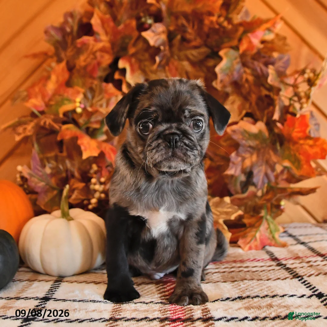 Pug dogs for sale: Dawson - Ad 1