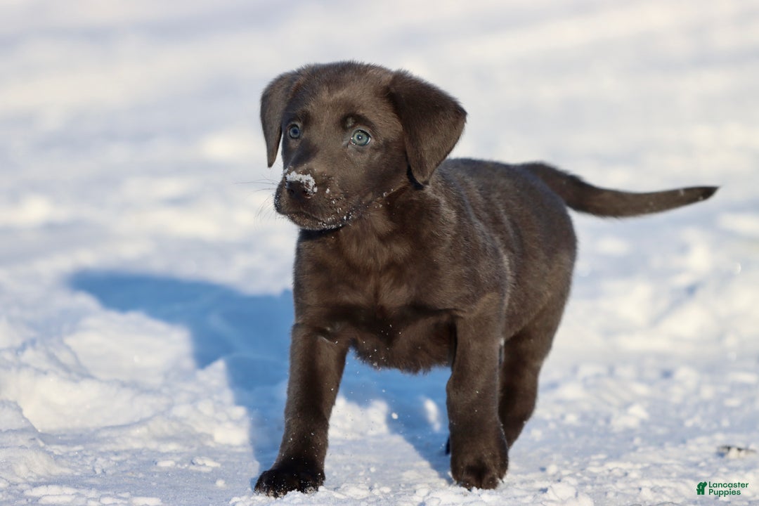 Labrador Retriever dogs for sale: Roan - Ad 2