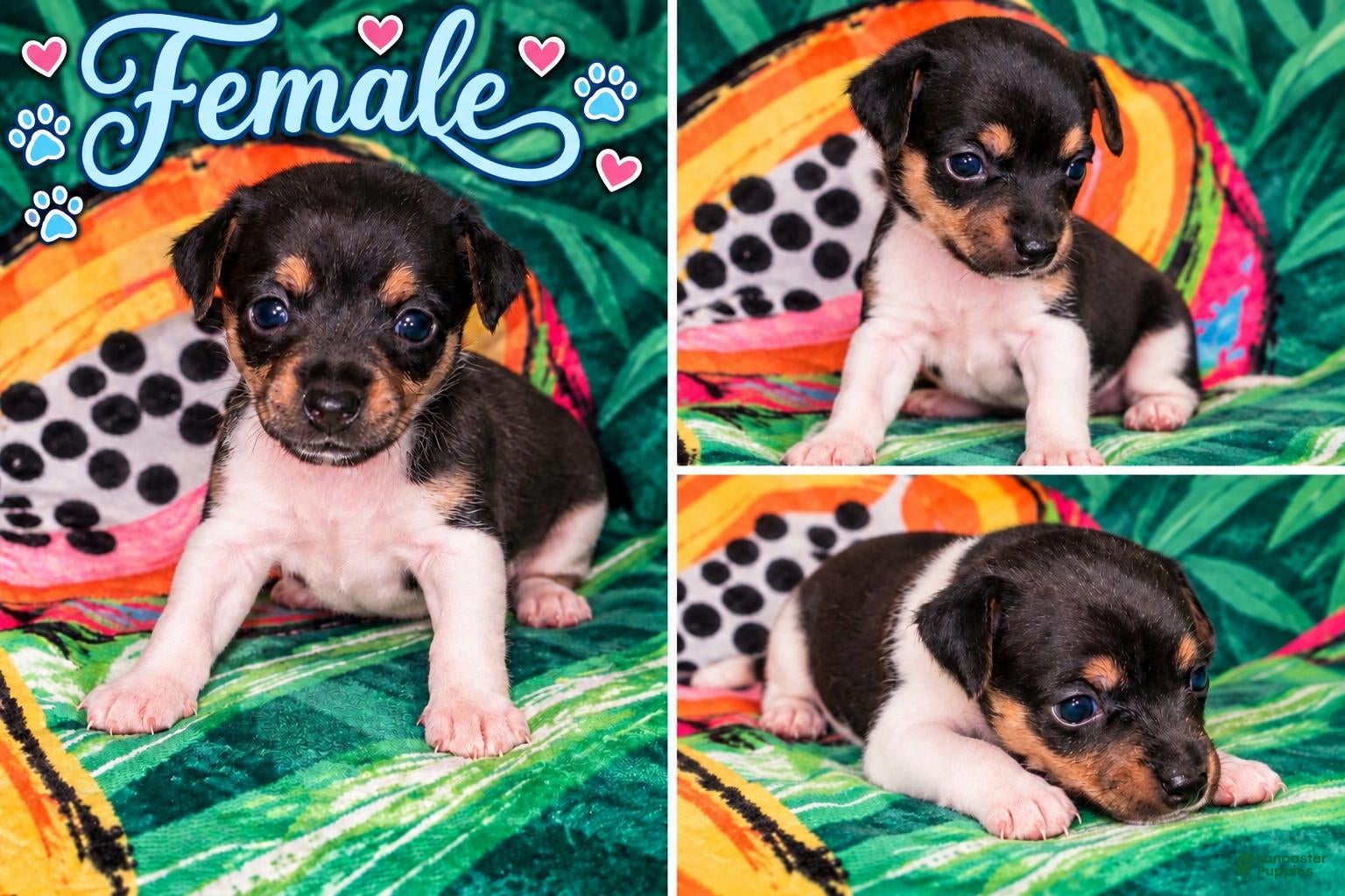 Jack Russell Terrier dogs for sale: Jack Russell Terrier 3 - Ad 1