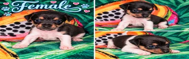 Jack Russell Terrier 3