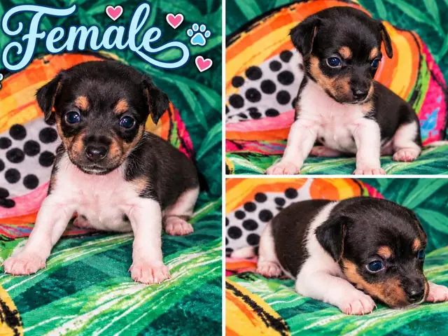 Jack Russell Terrier dogs for sale: Jack Russell Terrier 3 - Ad 8