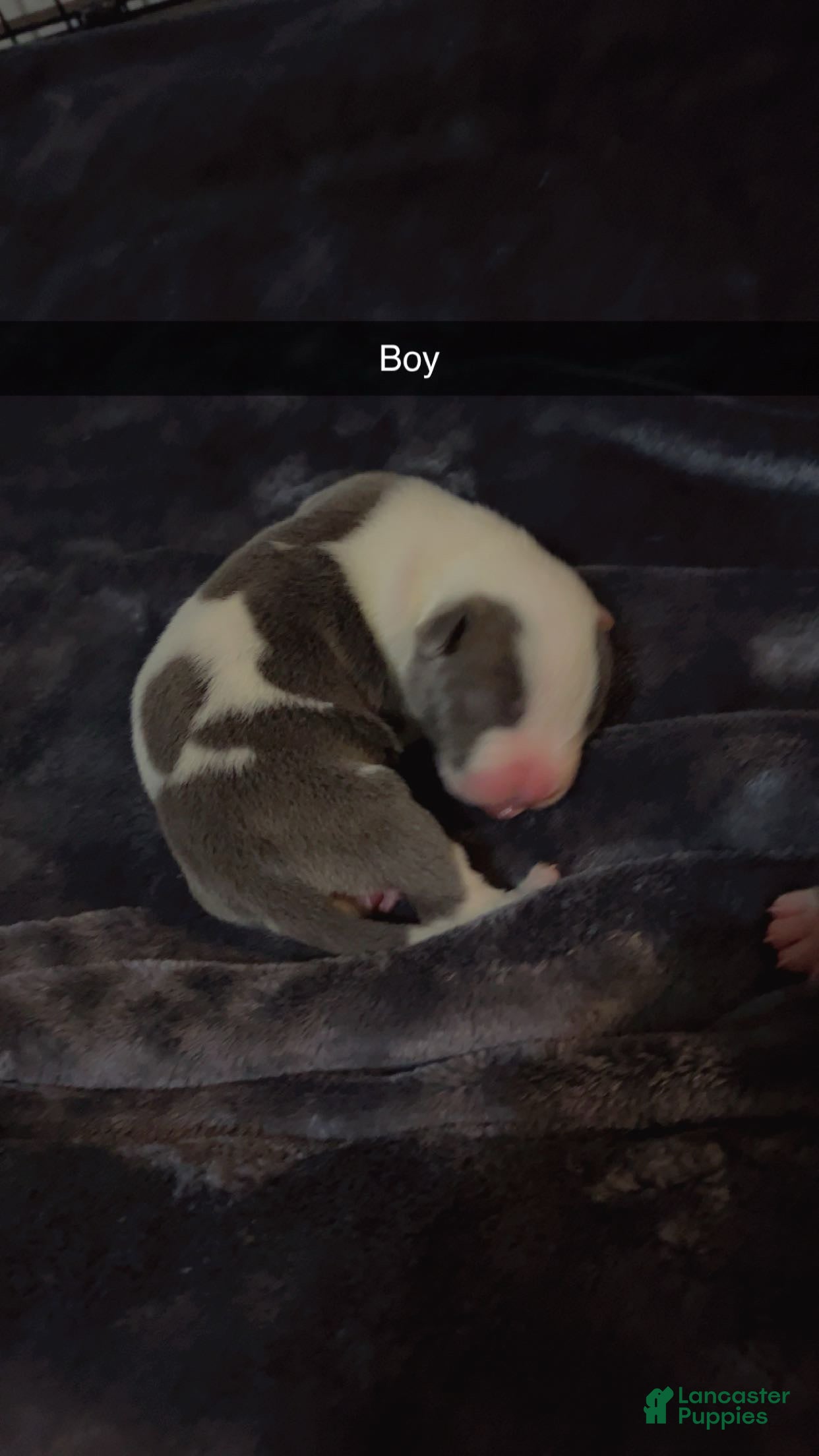 Mixed Breed dogs Mixed Breed Puppy 6 - Ad 24