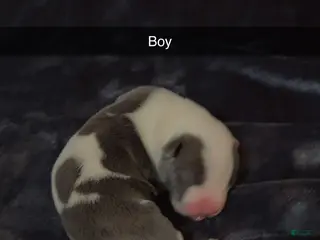 Mixed Breed dogs Mixed Breed Puppy 6 - Ad 24