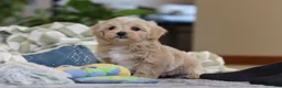 Maltipoo dogs for sale: Waffles - Ad 10