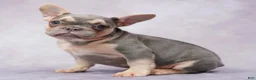 French Bulldog dogs for sale: Brianna - Ad 7