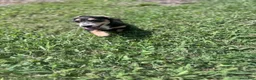 Miniature Dachshund dogs for sale: Miniature Dachshund 1 - Ad 7