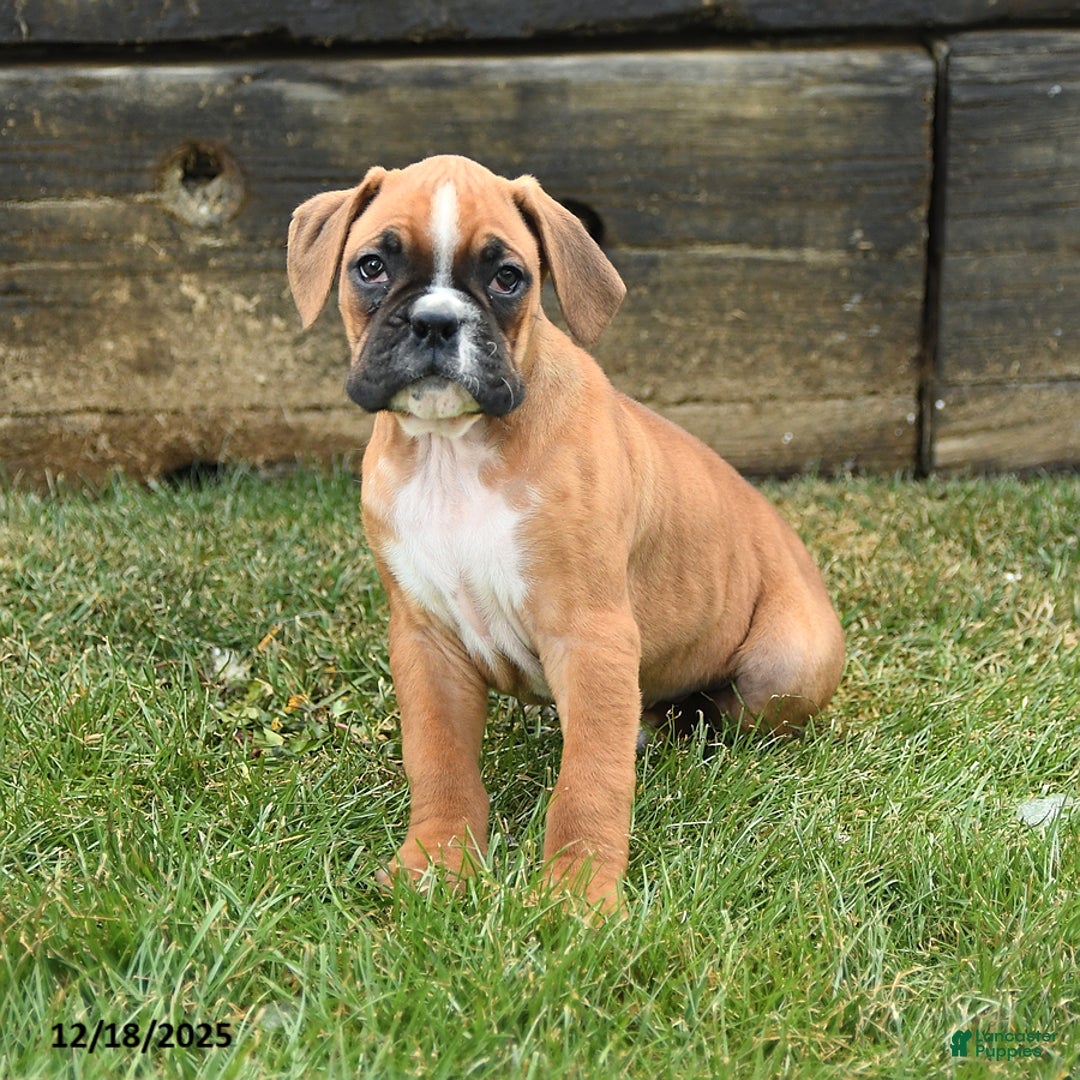 Boxer dogs for sale: Hammer - Ad 1
