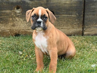 Boxer dogs Hammer - Ad 29