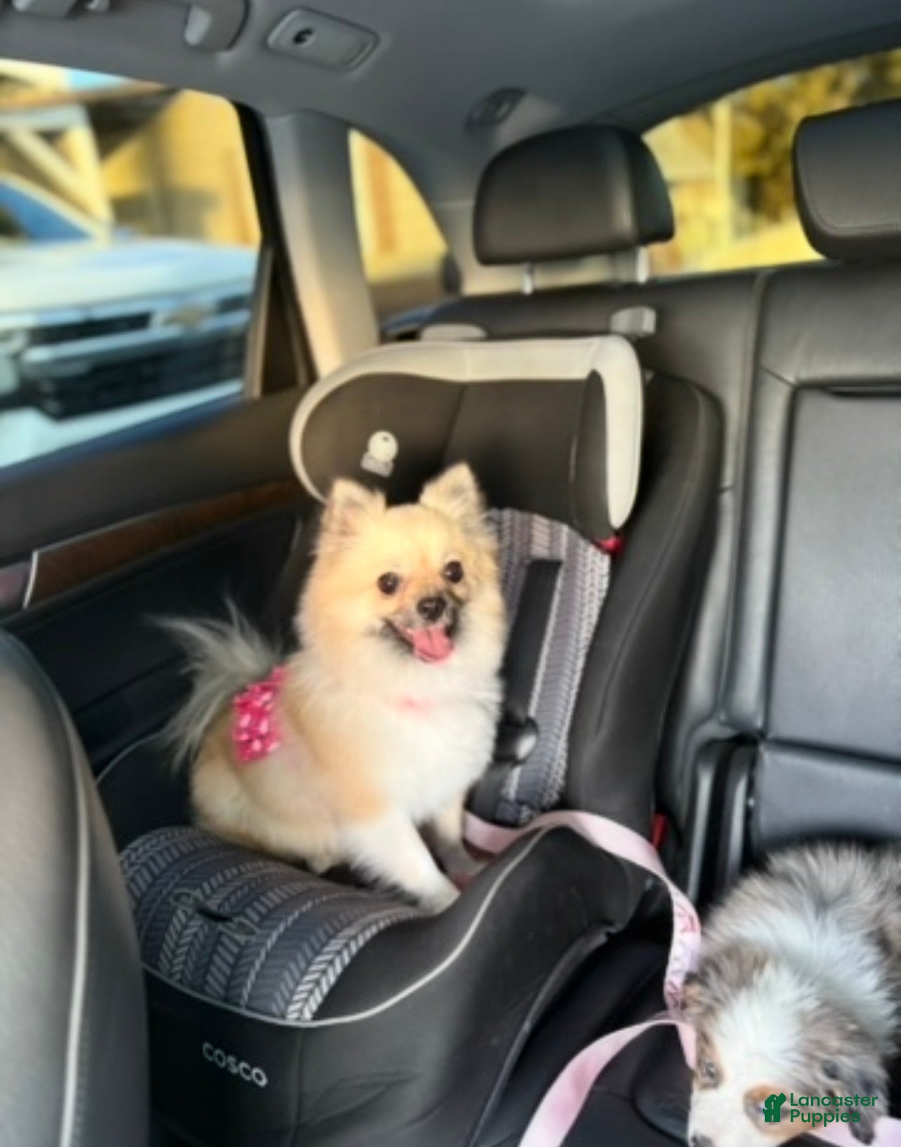 Pomeranian dogs Pomeranian Puppy 1 - Ad 7