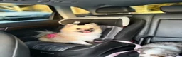 Pomeranian dogs for sale: Pomeranian Puppy 1 - Ad 1