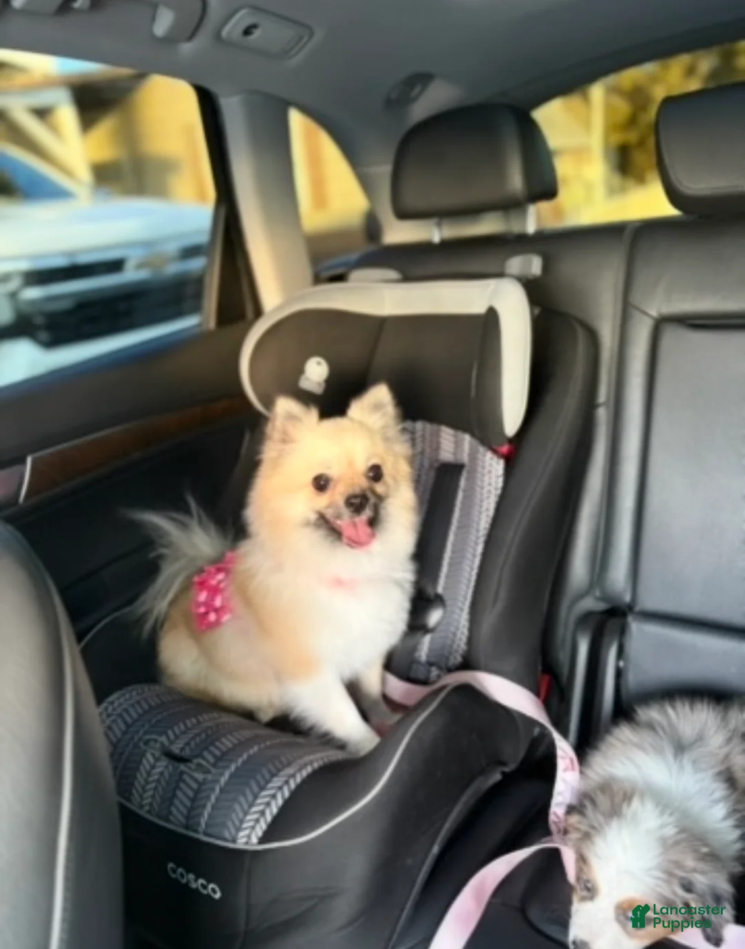 Pomeranian dogs for sale: Pomeranian Puppy 1 - Ad 1